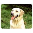 thumbnail image 1 of Yellow Lab Coasters, 1 of 1
