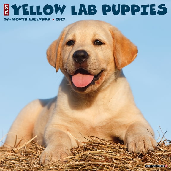 Willow Creek Press, Yellow Lab Puppies 2027 Wall Calendar