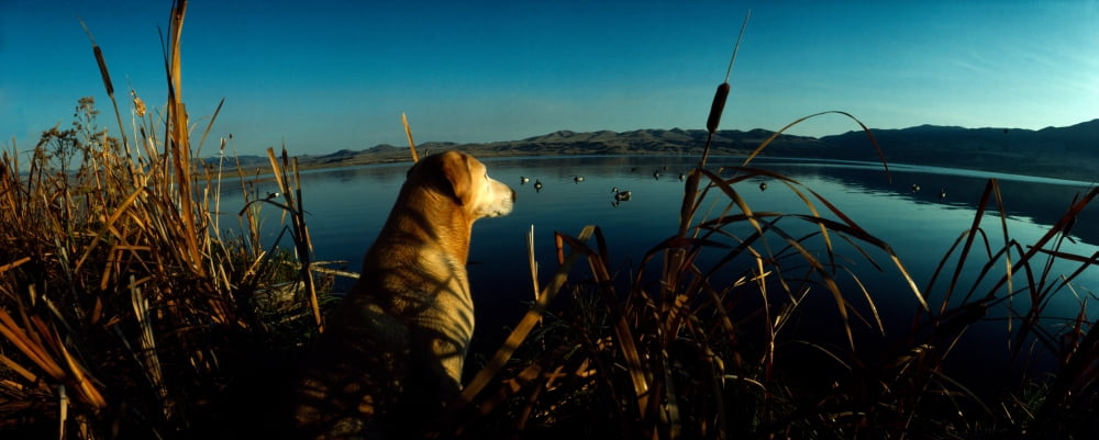 Yellow Labrador Retriever at the lakeside Hidden Lake US Glacier National Park Montana USA Canvas Art - Panoramic Images (27 x 9)