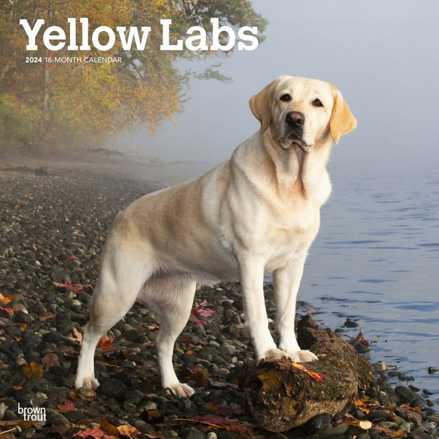 Yellow Labrador Retrievers 2024 12x24" (Hanging) Wall Calendar