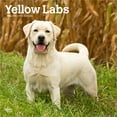 thumbnail image 1 of Yellow Labrador Retrievers | 2026 12x24" (Hanging) Wall Calendar | BrownTrout, 1 of 9