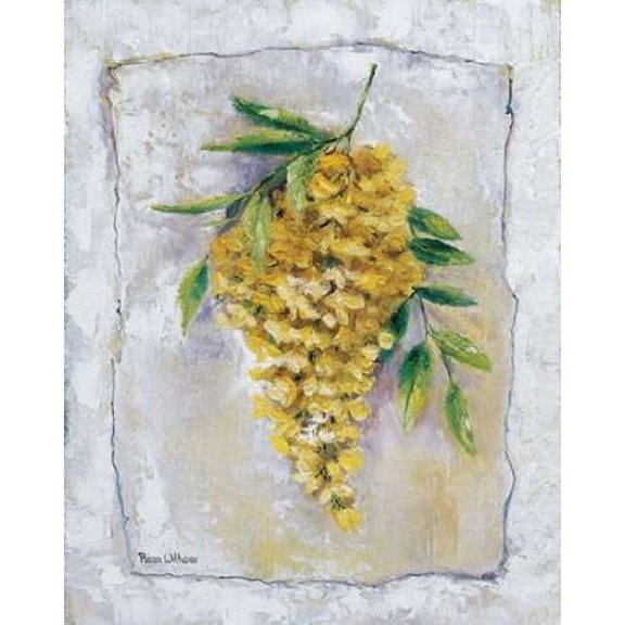 Yellow Laburnum Poster Print by Rian Withaar (22 x 28)