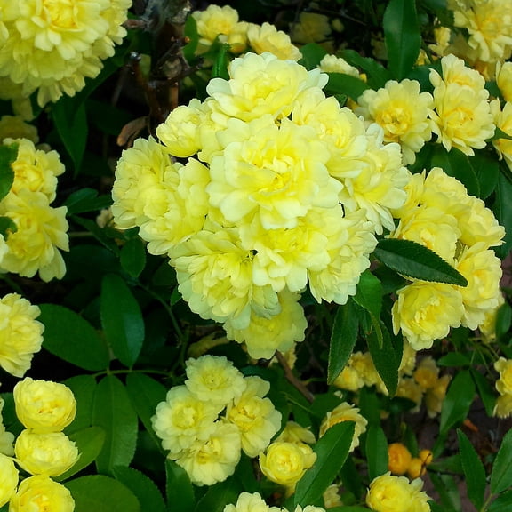 Yellow Lady Banks Chinese Climbing Rose - Fragrant Flowers -4" Pot