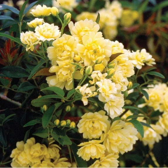 Expert Gardener Yellow Lady Banks Rose (2.5 Gallon) Thornless Blooming Vine - Full Sun Live Outdoor Plant