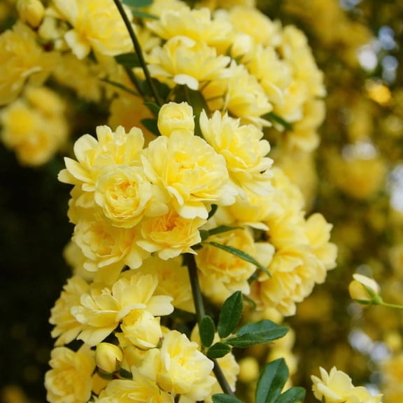 Yellow Lady Banks Rose Live Climbing Plant - 7 Gallon