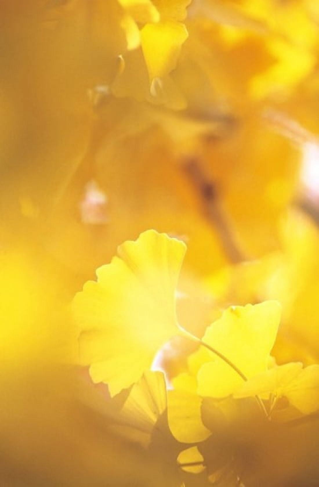 Yellow Leaves Autumn Backlit Canvas Art - Panoramic Images (11 x 16)