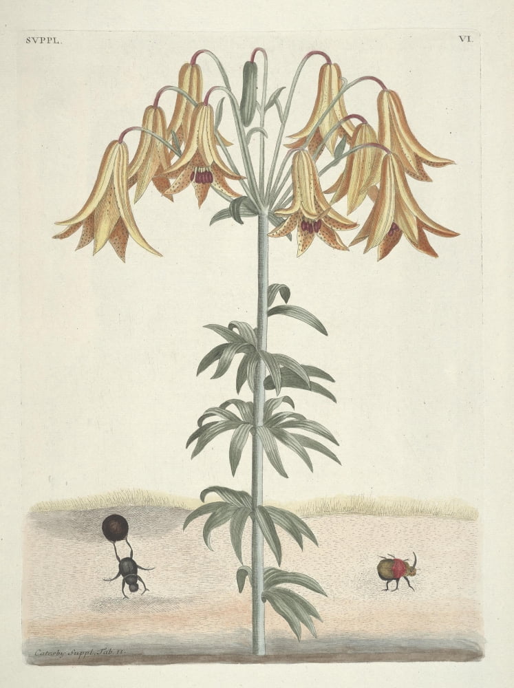 Yellow Lily Canvas Art - Mark Catesby (18 x 24)