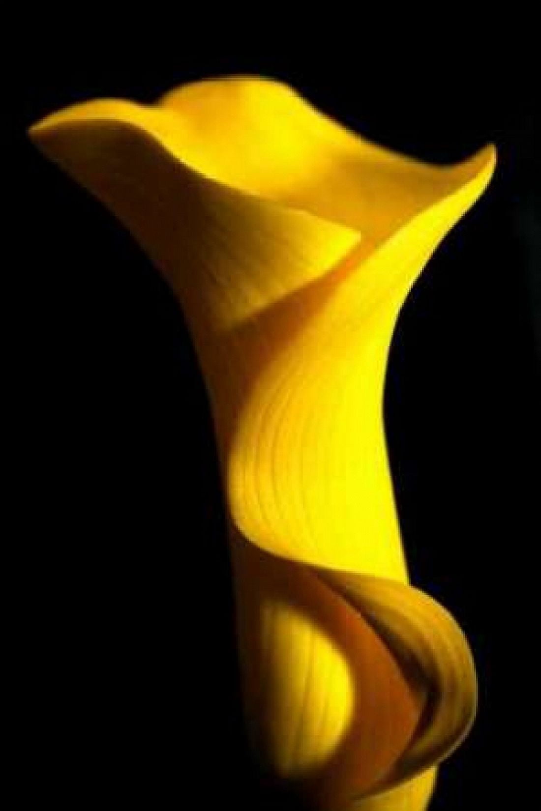 Yellow Lily Canvas Art - Tammy Putman (12 x 18)