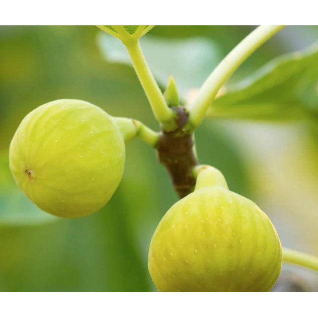 Yellow Long Neck Fig Ficus carica LIVE PLANT
