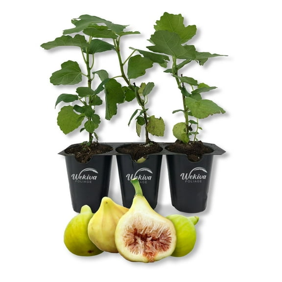 Yellow Long Neck Fig Tree - 3 Live Tissue Culture Starter Plants - Ficus Carica - Edible Fruit Tree for The Patio and Garden