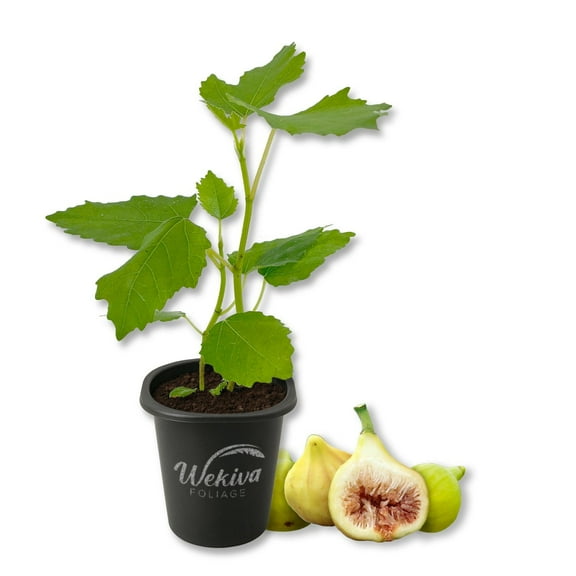 Yellow Long Neck Fig Tree - 1 Live Starter Plant - Ficus Carica - Edible Fruit Tree for The Patio and Garden
