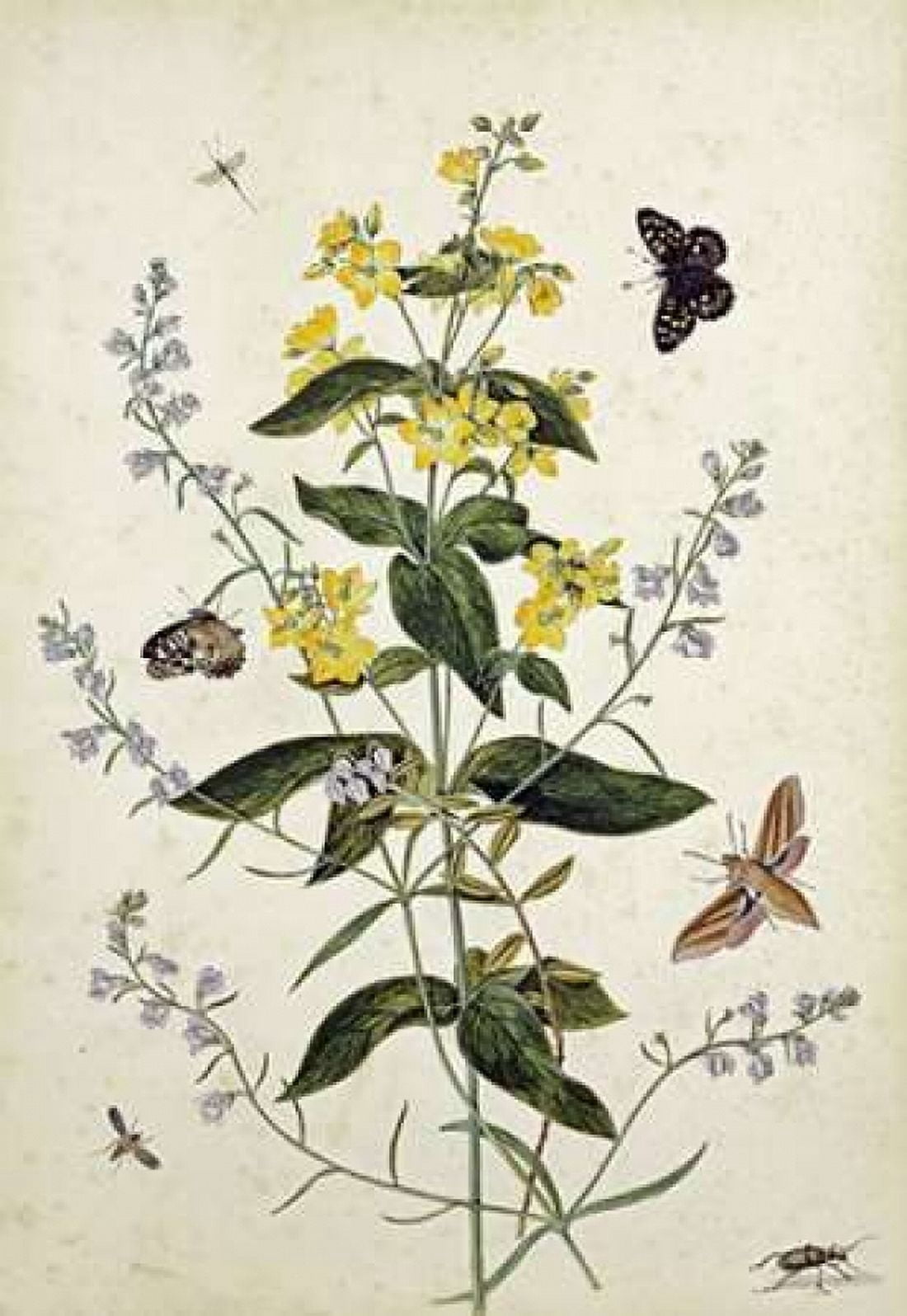 Yellow Loosestrife and Other Wild Flowers Canvas Art - Thomas Jr Robins (20 x 28)