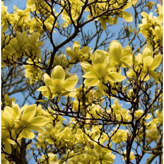 Yellow Magnolia Plant Live 6-12" Tall in 2.5" Pot for Planting, Yellow Bird Magnolia Tree Live Plant, Fragrant Magnolia Flowers