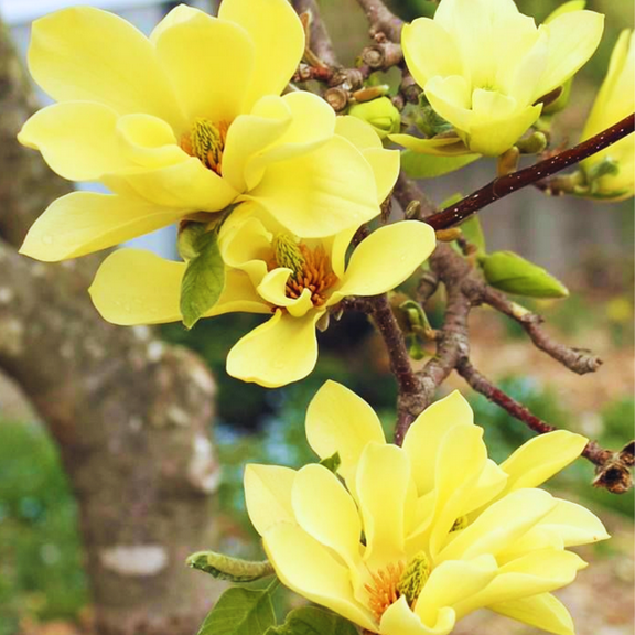 Yellow Magnolia Tree Live Plant, Fragrant Magnolia in 1 Gallon Pot, Dormant Shrubs, Zones 5 to 9
