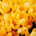 thumbnail image 1 of Yellow Mammoth Crocus Flower Bulbs - 10 Bulbs per Pack - Naturalizing - Perennializing - Easy to Grow Live Plants - Outdoor Garden, 1 of 8