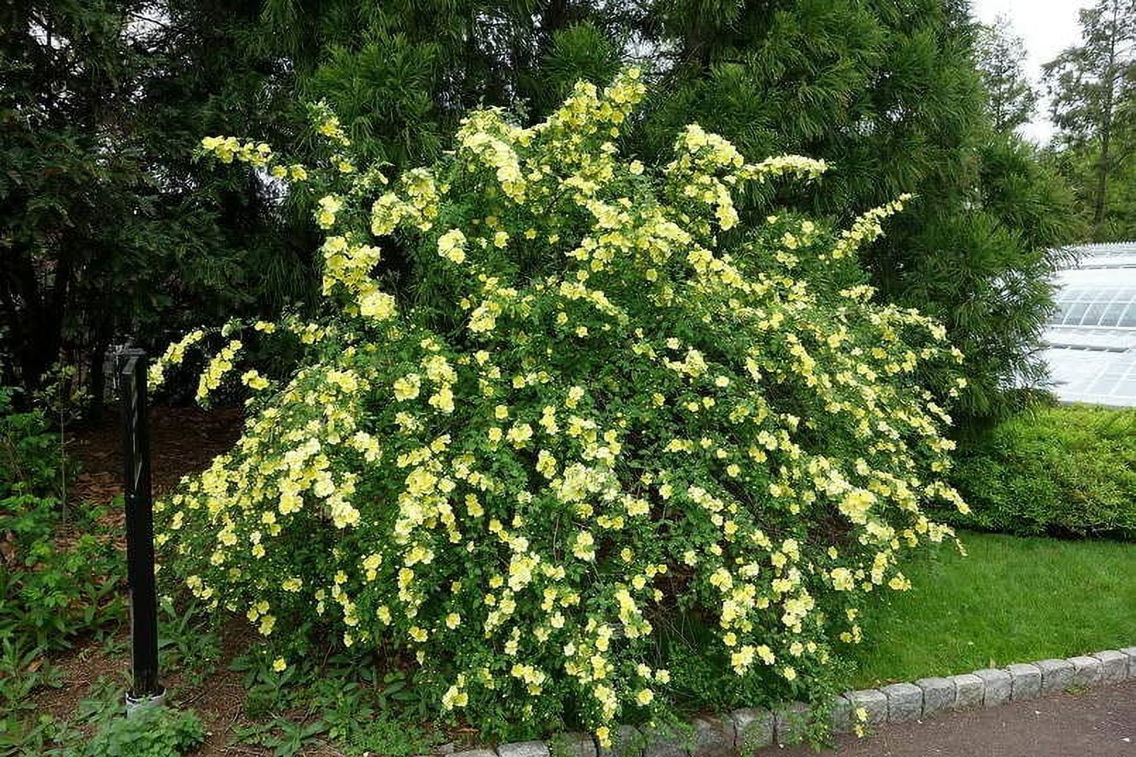 Yellow Manchu Rose Bush Seeds for Planting (50 Seeds) - Rosa xanthina ...