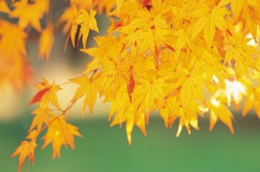 Yellow Maple Leaves Autumn Canvas Art - Panoramic Images (16 x 11)