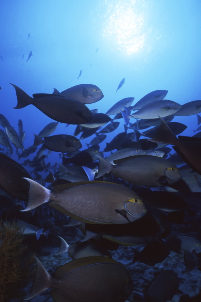 Yellow Mask Surgeonfish Indonesia Canvas Art - Beverly FactorStocktrek Images (23 x 34)