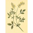 thumbnail image 1 of Yellow Melilot and Sweet Clover Poster Print by  PI Collection (12 x 18), 1 of 2