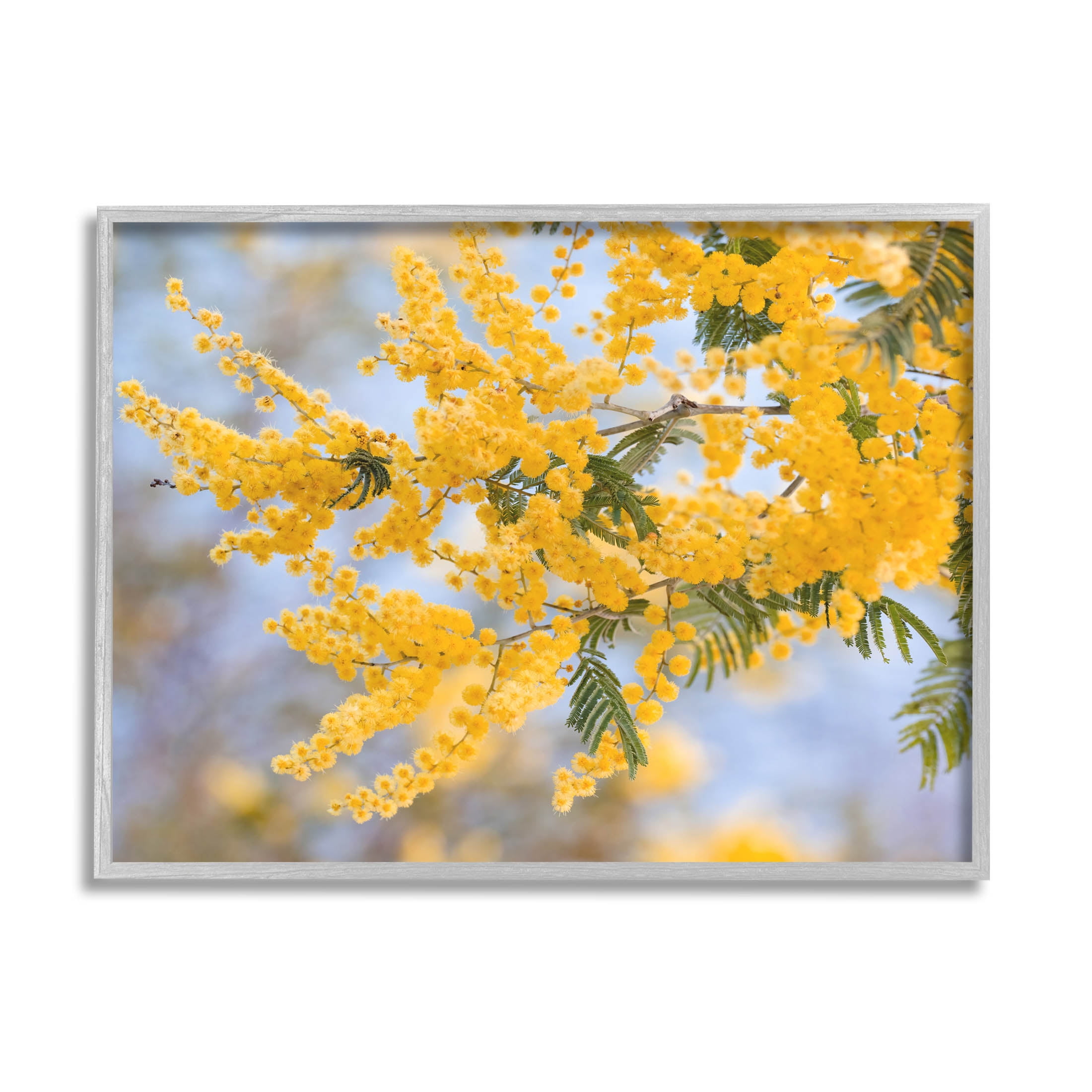Yellow Mimosa Tree Flowers Nature Botanical & Floral Photograph Gray Framed Art Print Wall Art