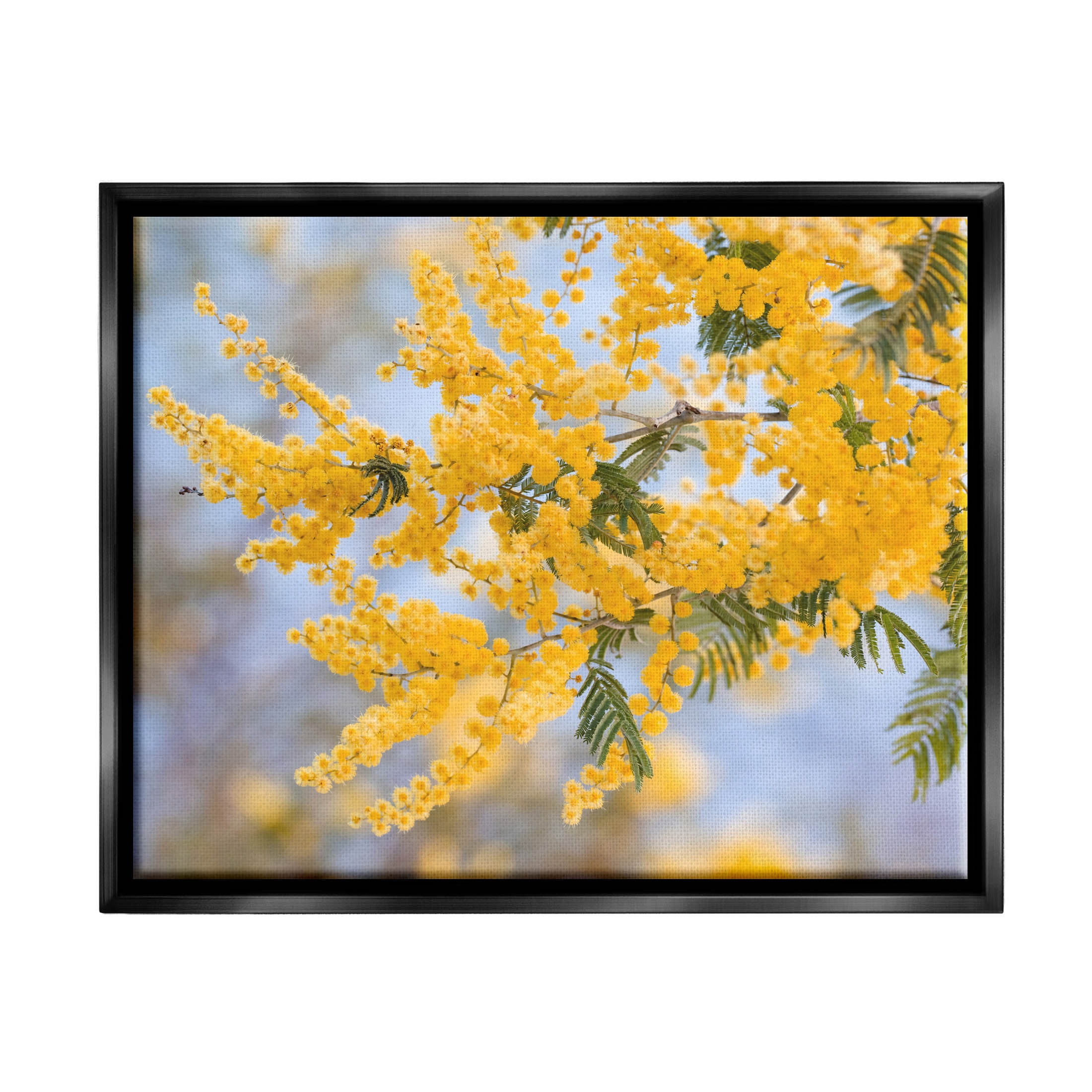 Yellow Mimosa Tree Flowers Nature Botanical & Floral Photograph Jet Black Framed Art Print Wall Art