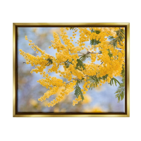 Yellow Mimosa Tree Flowers Nature Botanical & Floral Photograph Metallic Gold Framed Art Print Wall Art