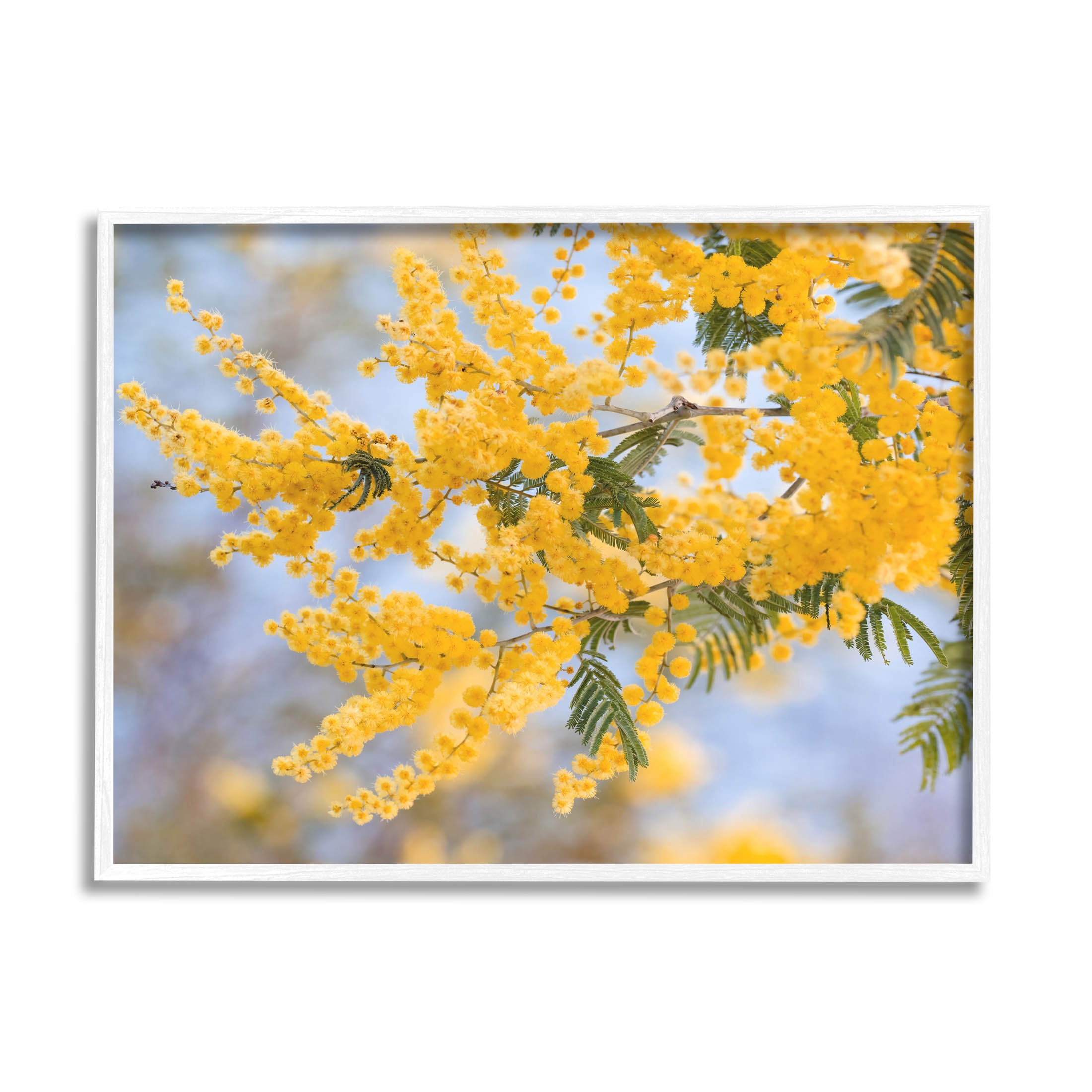Yellow Mimosa Tree Flowers Nature Botanical & Floral Photograph White Framed Art Print Wall Art