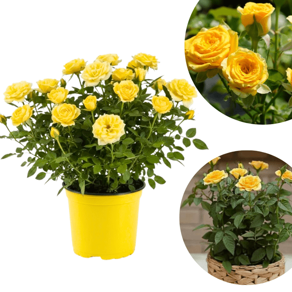 Mini Roses Plant