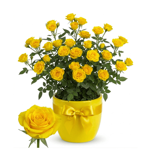 Yellow Mini Rose Plant Live, Miniature Rose Bush in 4" Pot, Spring Blooming Mini Rose, 46" Tall, Indoor Outdoor Flowering Plant for Home Garden