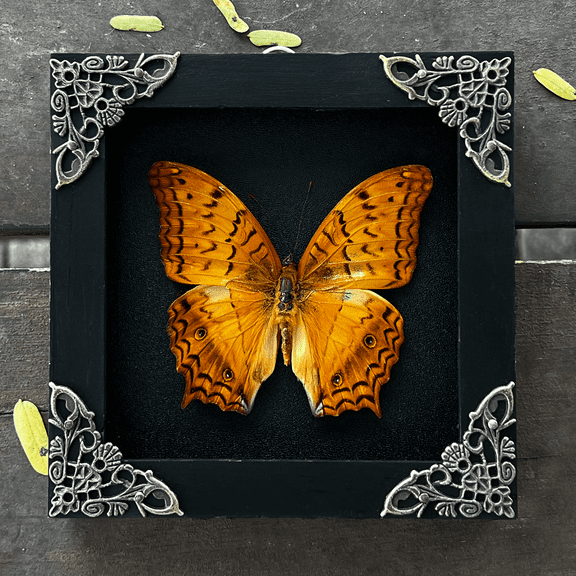Yellow Moth Butterfly Display Real Frame Shadow Box Wall Decor Curiosity Cabinet Insect Art Home Decoration Nature Lover Gift For Women Desk Or Wall Display K12-31-DE