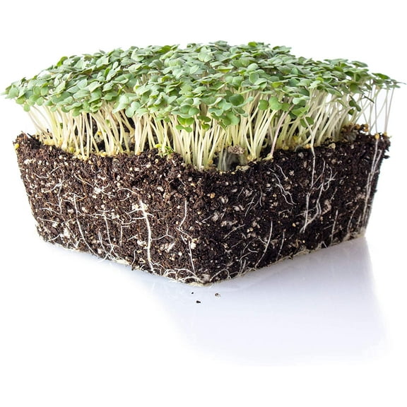 Yellow Mustard Microgreens Seeds - 1 Oz 12,000 Seeds - Non-GMO - Mild Mustard Flavor Micro Greens & Baby Leaf