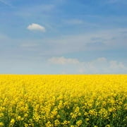 Yellow Mustard Seeds For Your Garden - 10000 Seeds