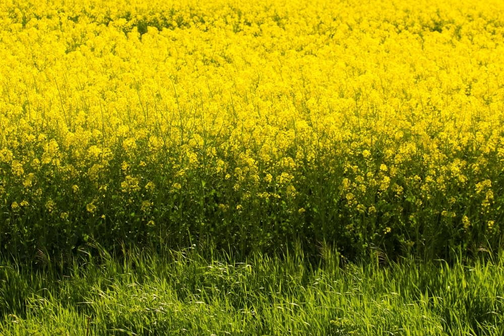 Yellow Mustard Seeds for Planting - Grow Mustard Herb Plants (2 Pounds)
