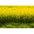 thumbnail image 1 of Yellow Mustard Seeds for Planting - Grow Mustard Herb Plants (2 Pounds), 1 of 3