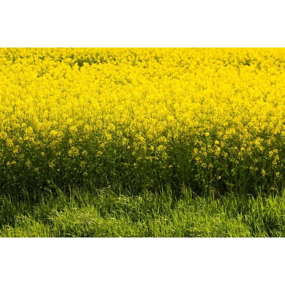 Yellow Mustard Seeds for Planting - Grow Mustard Herb Plants (4 Ounces)