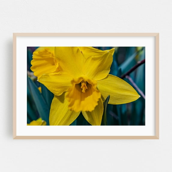 Yellow Narcissus - Pennsylvania Photography Flowers Floral Botanical Nature Garden Oak Framed Wall Art Print 16 x 24 inches
