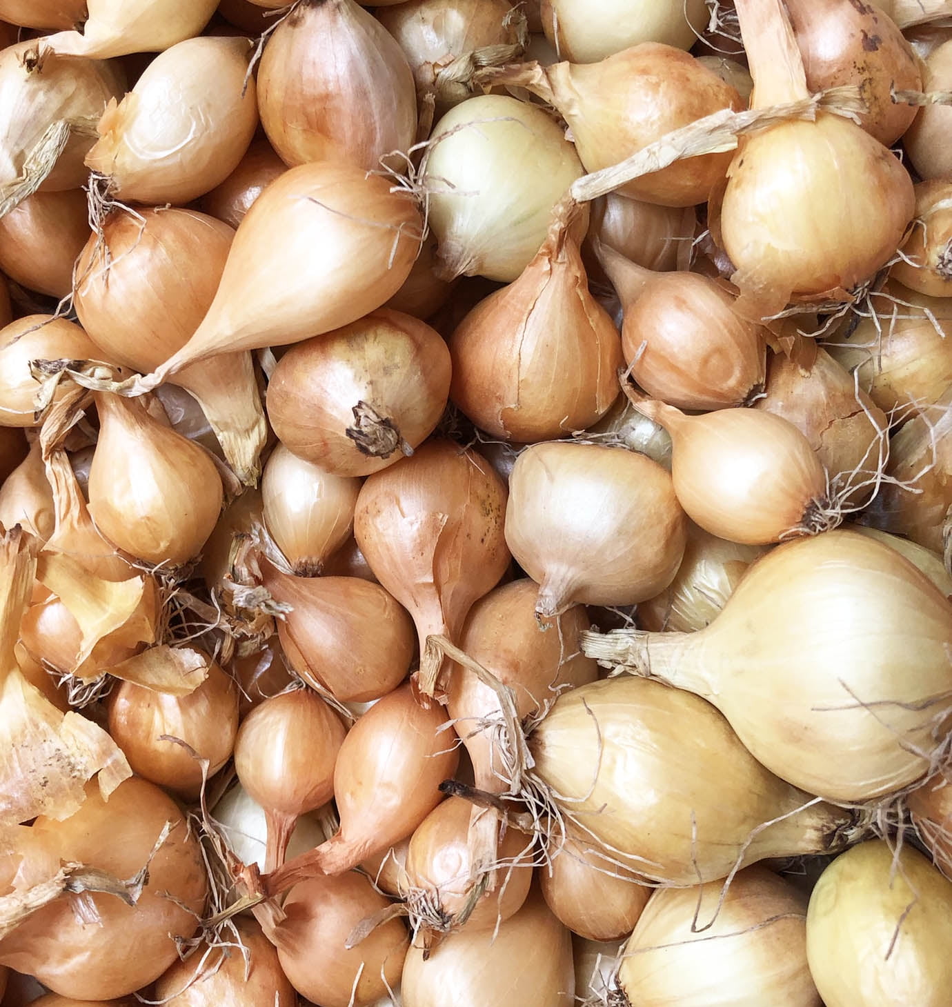 Yellow Onion Sets - 100 bulbs for planting - Grow yellow onions or 