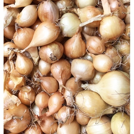 Yellow Onion Sets - 100 bulbs for planting - Grow yellow onions or green onions in your home garden