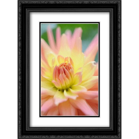 Yellow Orange Dahlia 3 2x Matted 18x24 Black Ornate Framed Art Print by Foschino, Suzanne