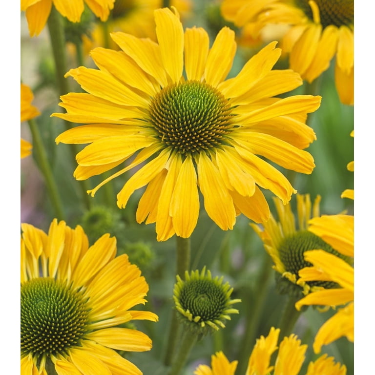 50 plants that changed the course of history Fifty Plants That Changed the Course of History by Bill Laws (2011, Ha –  T's Textbooks main image 1