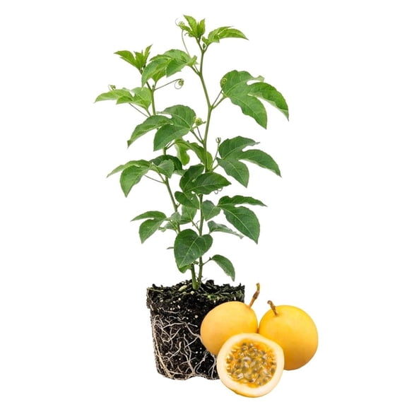 Yellow Passion Fruit Live Plant, 4-8 Inch Tall, Tropical Passion Fruit Vine for Outdoor Garden Planting, No Pot
