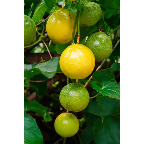 Yellow Passion Fruit Live Plant 4 to 6 Inch Tall, Passiflora Vine Plant, Sweet Tropical Fruit, Edible Plant for Home Garden