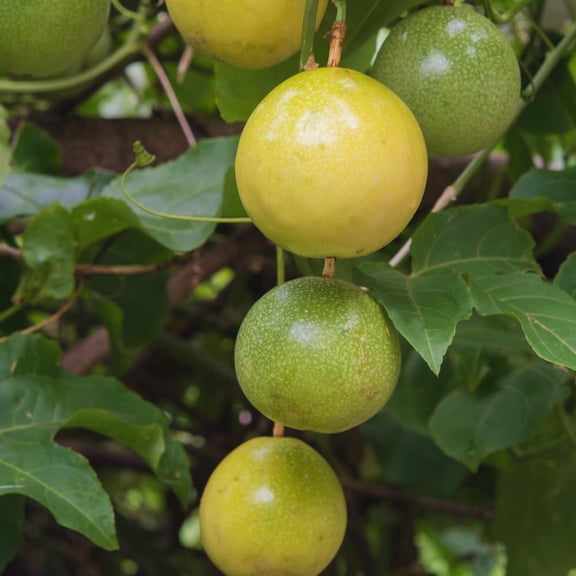 Yellow Passion Fruit Tree Live Plant, Yellow Passionfruit Vine Starter Plant, 4 Inc Potted, Passion Fruit Plant Live Zone 9 to 11