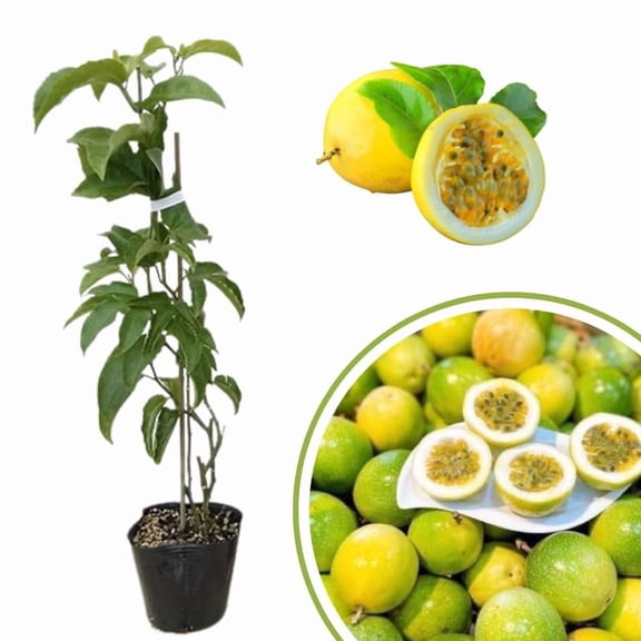 Yellow Passion Fruit Vine Plant Live, Perennial Tropical Fruit Tree for Garden or Trellis, 5-10 Inches Tall
