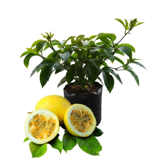 Yellow Passionfruit Plant Live, Fragrant Flowers And Edible Fruit for Garden, 4-6 Inch