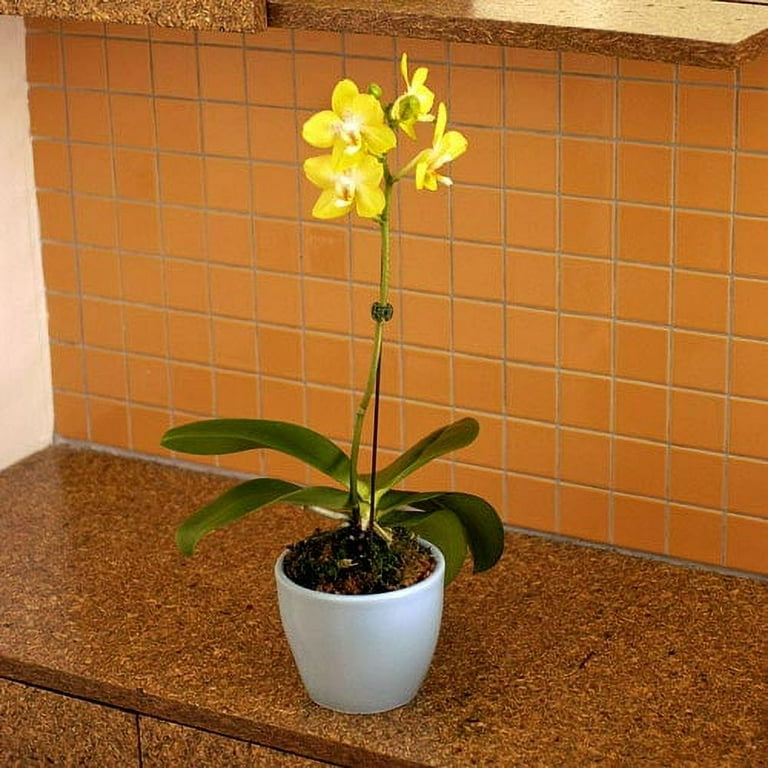 Yellow Phalenopsis Orchids Ceramic Pot