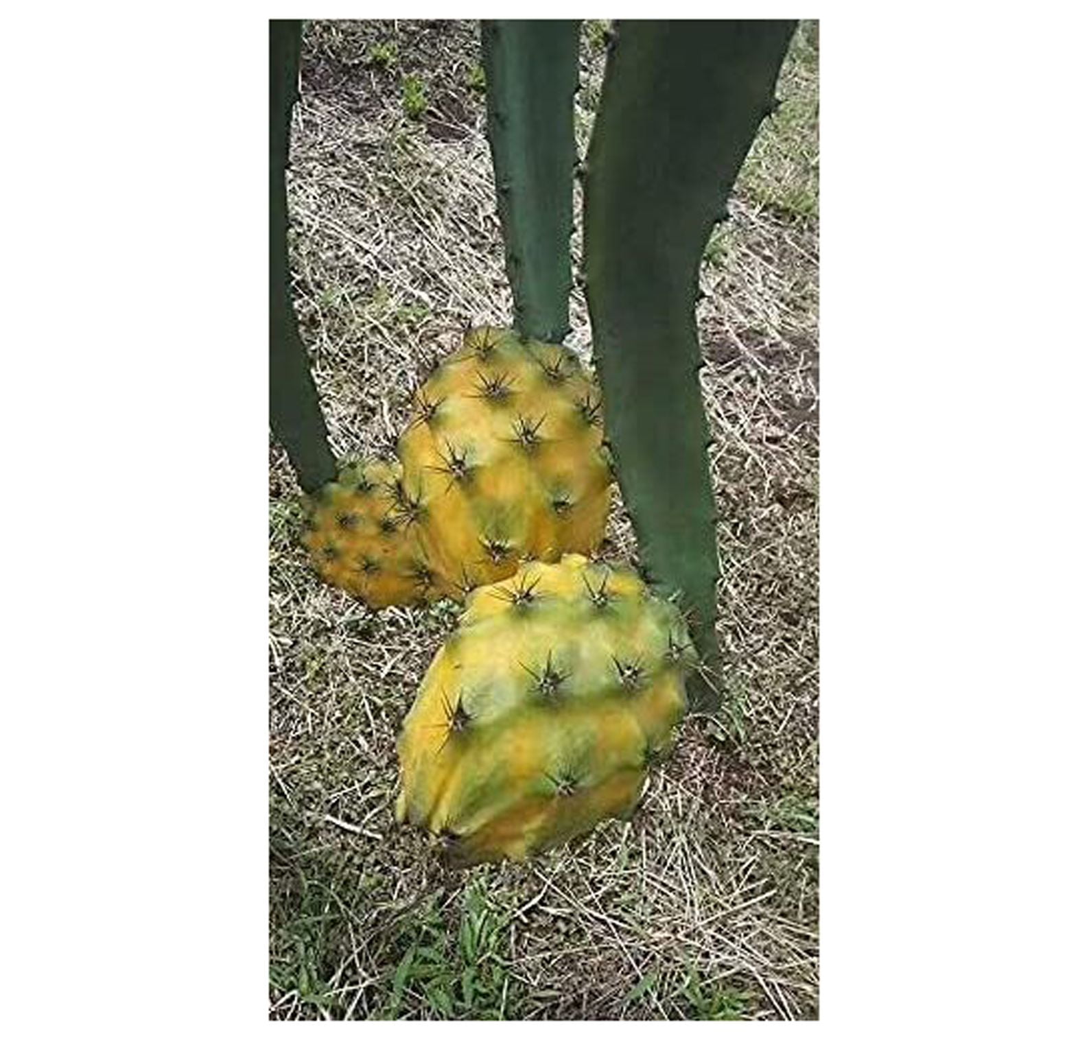 Yellow Pitaya Dragon Fruit EPIPHYLLUM Cuttings