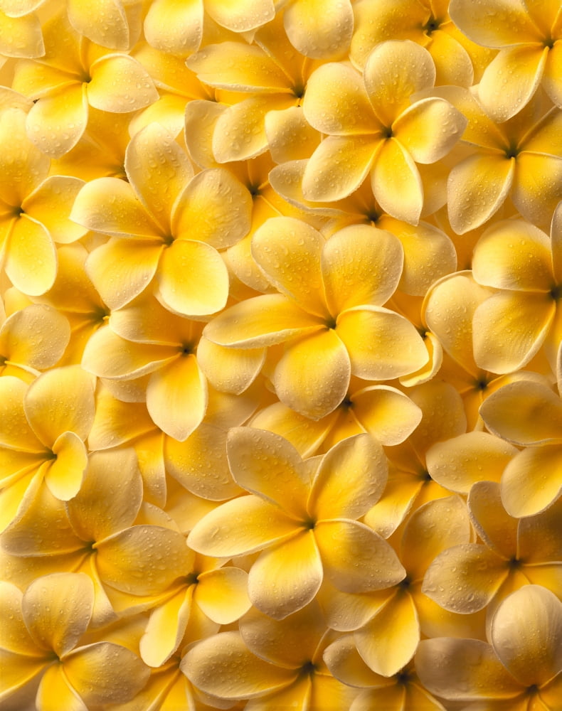 Yellow Plumeria Flowers With Water Droplets Spread Out Flat Background A22C Canvas Art - Kate Turning and Tom Gibson Design Pics (13 x 17)