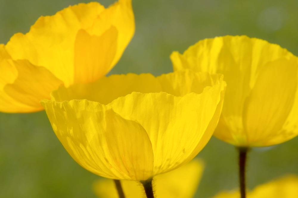 Yellow Poppies Canvas Art - John Short Design Pics (17 x 11)