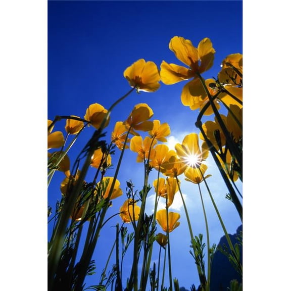 Yellow Poppies  Poster Print